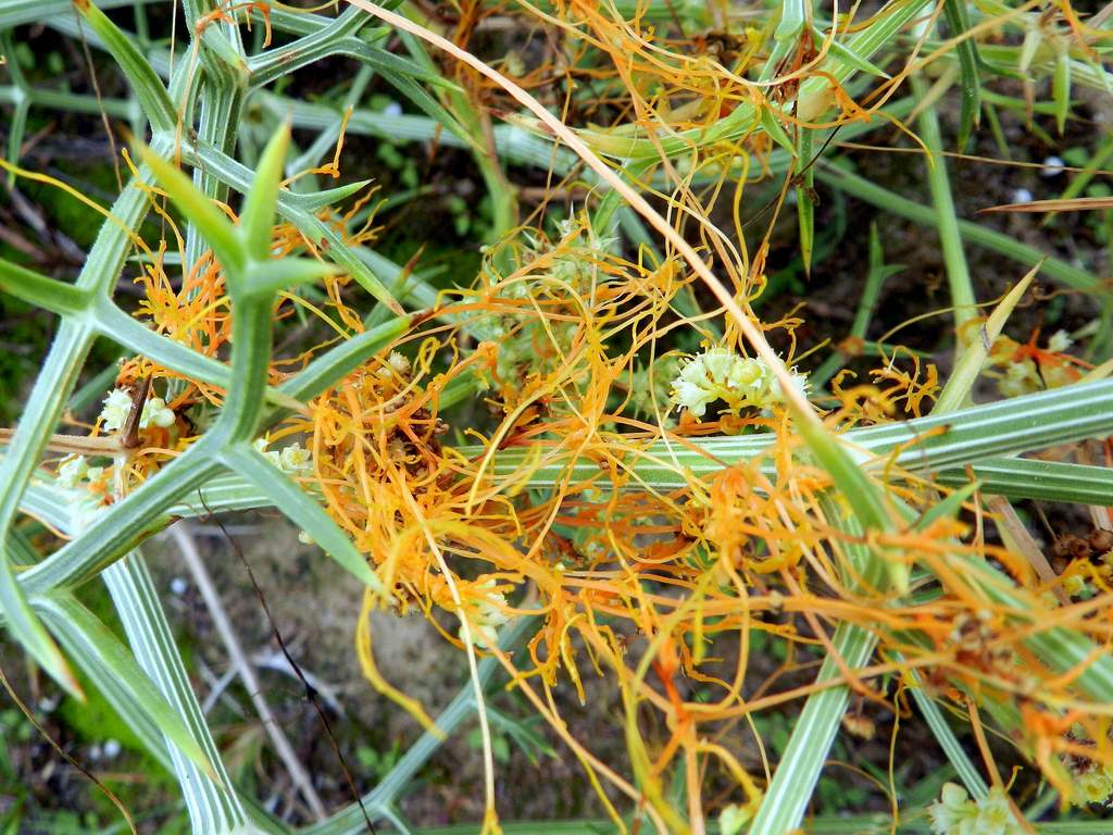 Cuscuta cesattiana / Cuscuta di Cesati